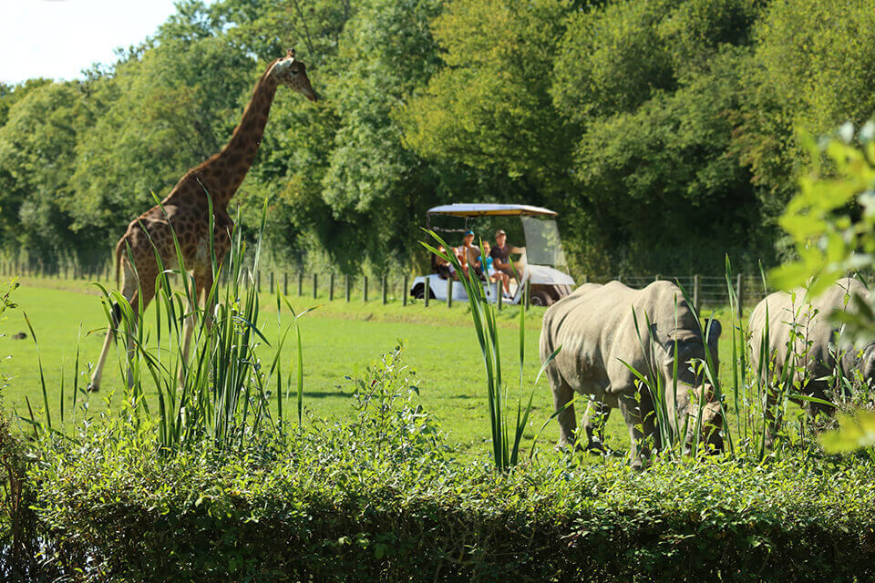 safari normandie