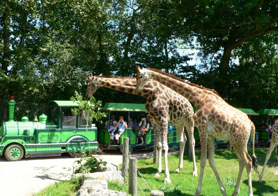 Girafes : prenez de la hauteur pour voir les reines de la savane!