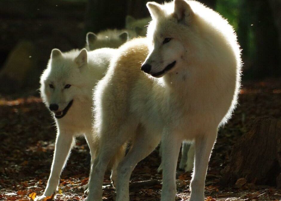 Entre mythes et réalités, venez découvrir l’univers des loups !
