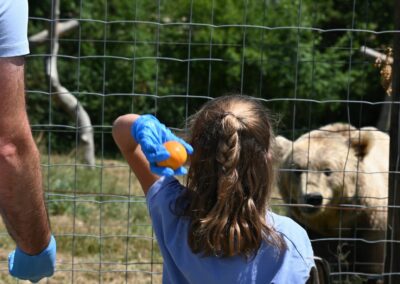 Ours bruns: rencontrez ces grands carnivores européens !