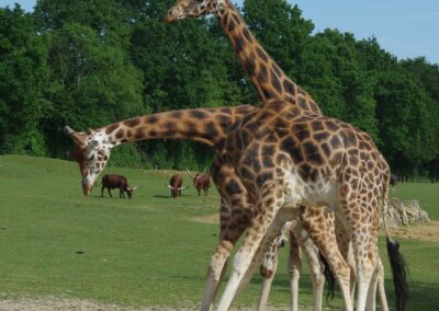 Girafes : prenez de la hauteur pour voir les reines de la savane!