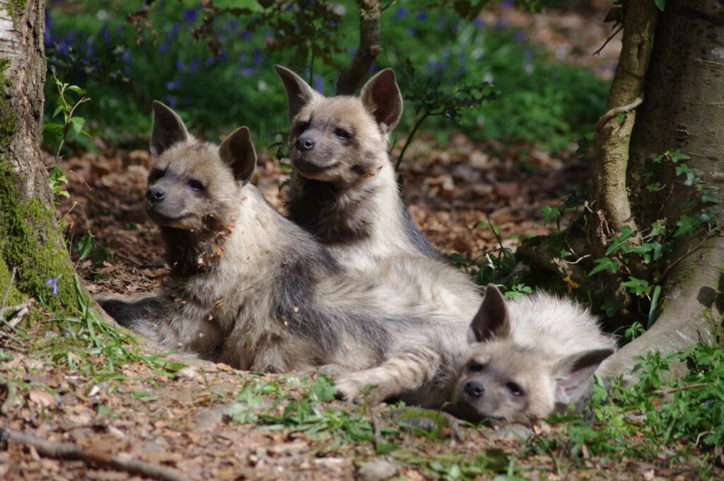 Les hyènes : mauvaise réputation malgré elles !