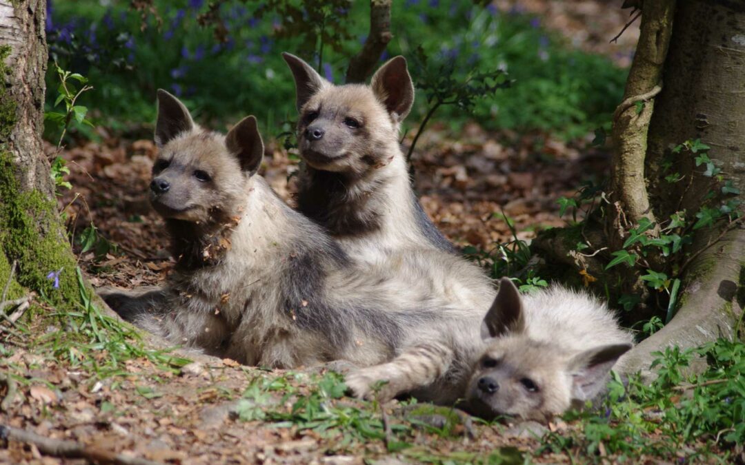 Les hyènes : mauvaise réputation malgré elles !