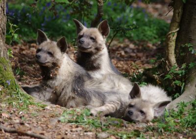 Les hyènes : mauvaise réputation malgré elles !