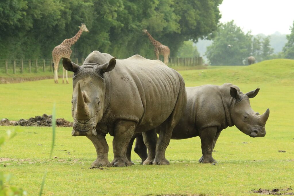 Rhinocéros : Une rencontre extraordinaire avec l’emblème du CERZA !