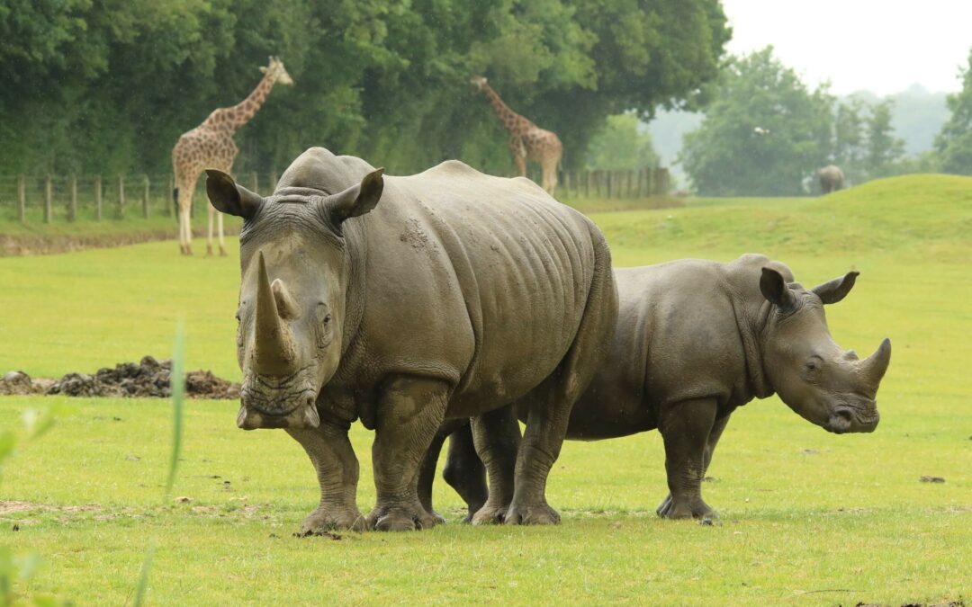 Rhinocéros : Une rencontre extraordinaire avec l’emblème du CERZA !