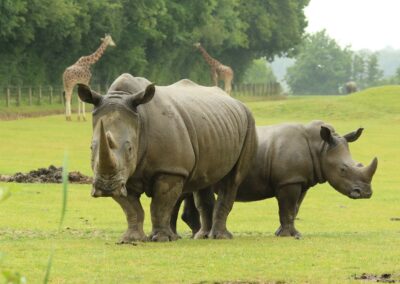 Rhinocéros : Une rencontre extraordinaire avec l’emblème du CERZA !