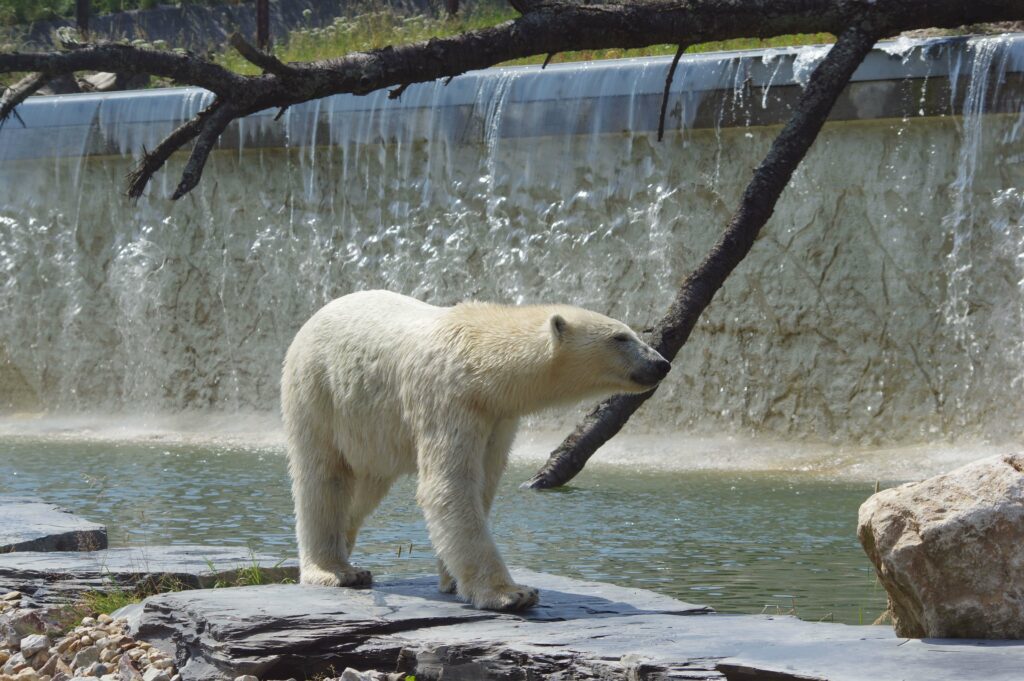 Rencontrez l’ours polaire : le roi du pôle Nord !