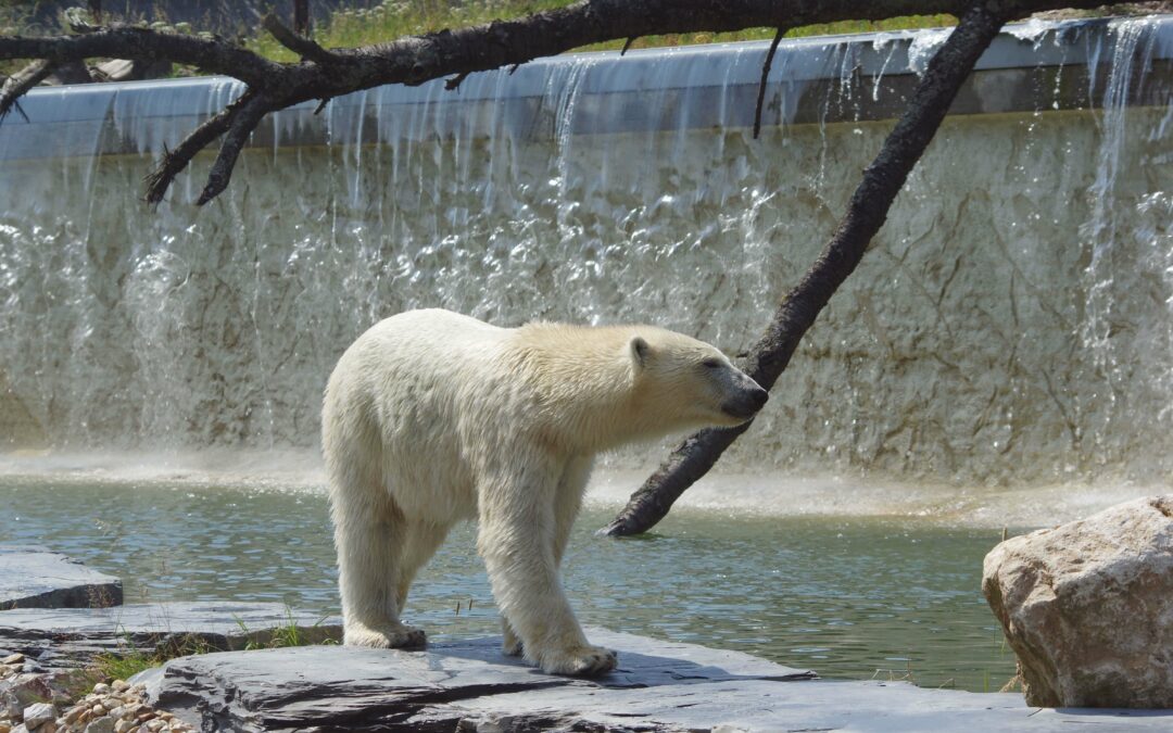 Rencontrez l’ours polaire : le roi du pôle Nord !