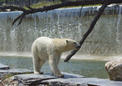 Rencontrez l’ours polaire : le roi du pôle Nord !
