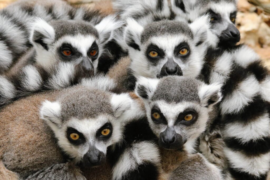 Voyage à Madagascar avec les lémuriens