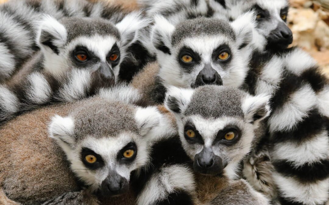 Voyage à Madagascar avec les lémuriens