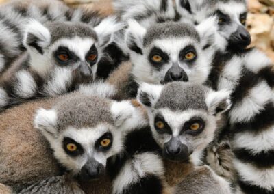 Voyage à Madagascar avec les lémuriens