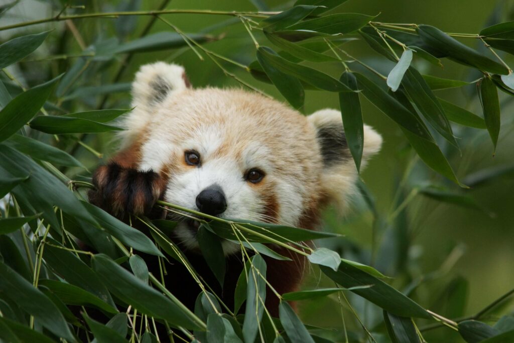 Tête à tête avec le panda roux : le plus végétarien des carnivores