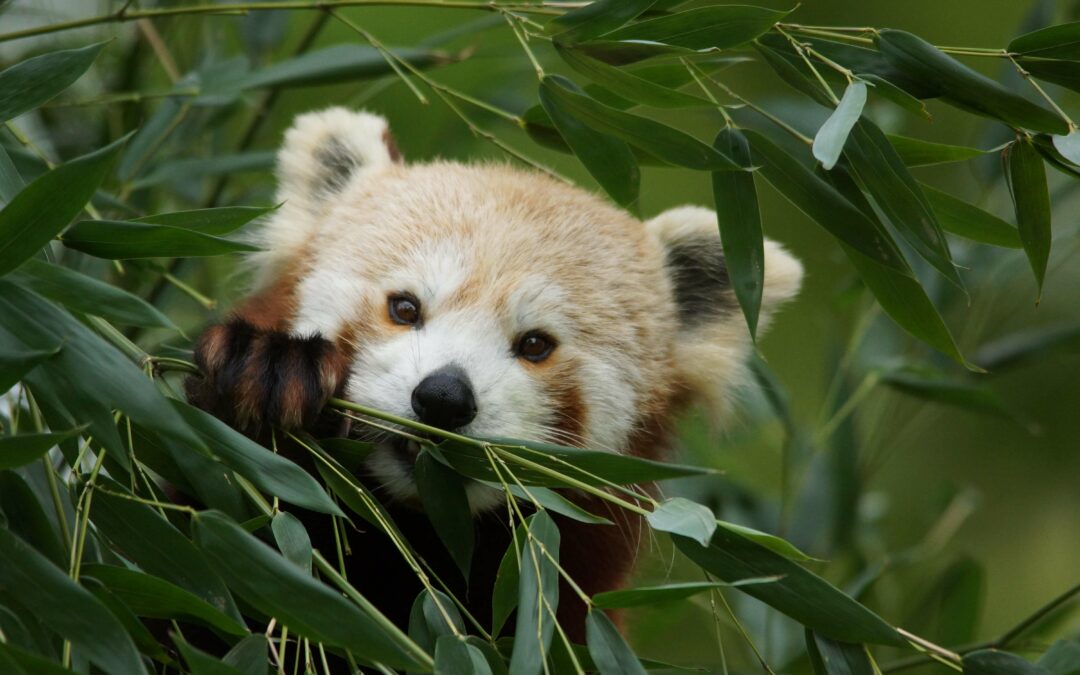 Tête à tête avec le panda roux : le plus végétarien des carnivores