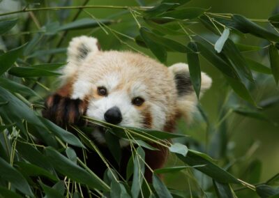 Tête à tête avec le panda roux : le plus végétarien des carnivores