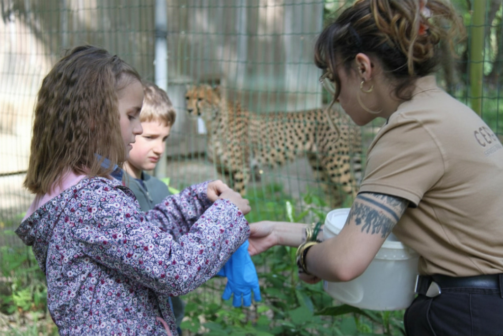 rencontre avec les guepards au CERZA