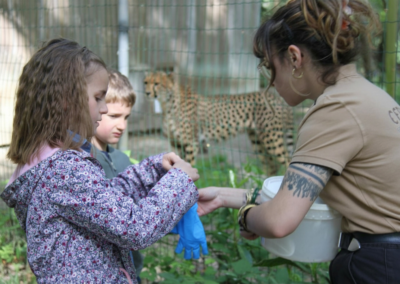Guépard: le plus athlétique des félins !