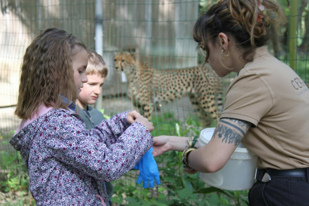 rencontre avec les guepards au CERZA