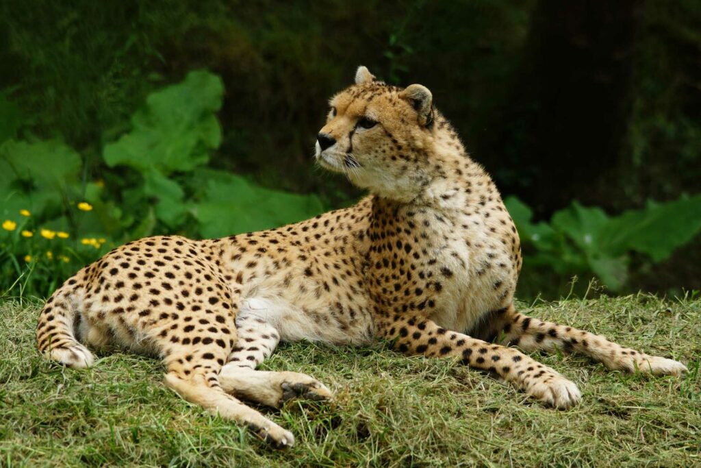 Guépard: le plus athlétique des félins !
