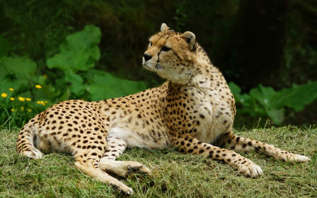 Guépard: le plus athlétique des félins !