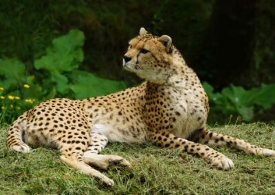Guépard: le plus athlétique des félins !