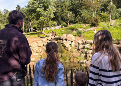 Gèladas: Partez à la découverte des seuls singes herbivores au monde !