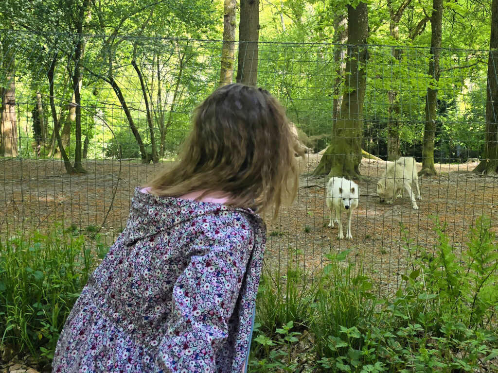 Entre mythes et réalités, venez découvrir l&rsquo;univers des loups !