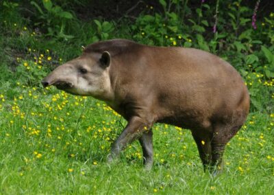 Tapirs & Co … direction l’Amérique du sud !