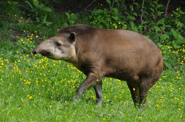 CERZA Tapir terrestre ©M THIERRY
