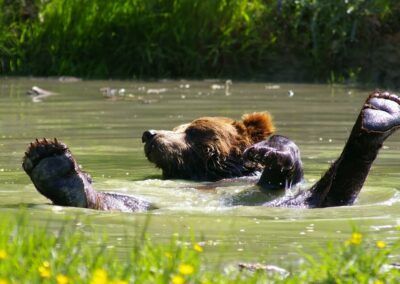 Ours bruns: rencontrez ces grands carnivores européens !