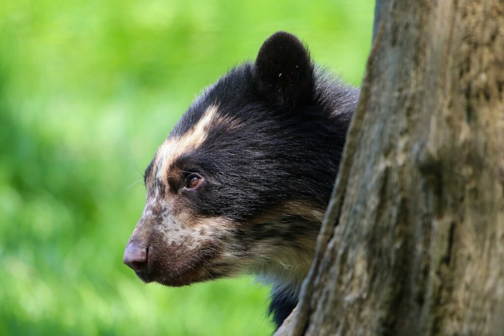 Ours à lunettes : découvrez les seuls ours sud-américains !