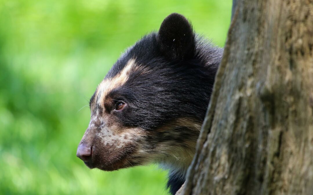 Ours à lunettes : découvrez les seuls ours sud-américains !
