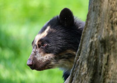 Ours à lunettes : découvrez les seuls ours sud-américains !