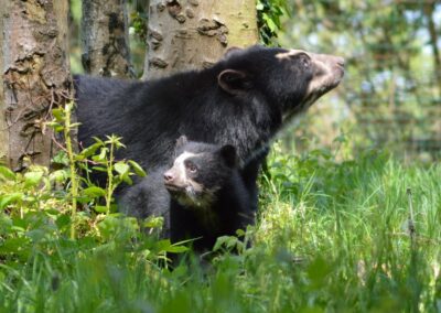 Le « Jungle » Quizz