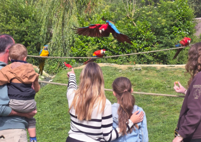 Rencontrez les oiseaux d’Amérique du sud